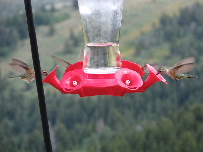 2011/08(Aug)/Hummingbirds/2011-08-Hummingbirds  1.jpg.jpg